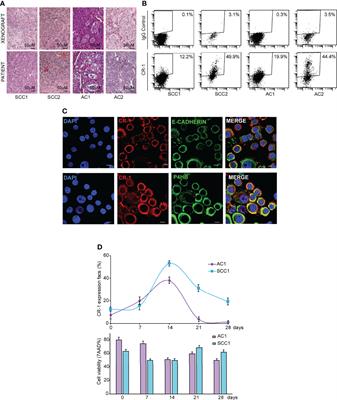 CRIPTO Is a Marker of Chemotherapy-Induced Stem Cell Expansion in Non-Small Cell Lung Cancer